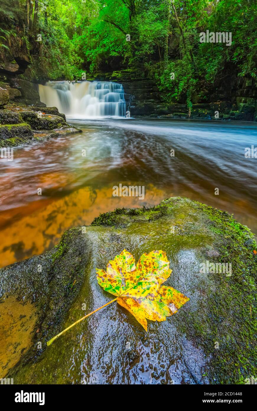 Wasserfall auf einem Fluss im Wald mit einem gelben Blatt auf einem Felsen im Vordergrund im Herbst; Clare Glens, County Tipperary, Irland Stockfoto