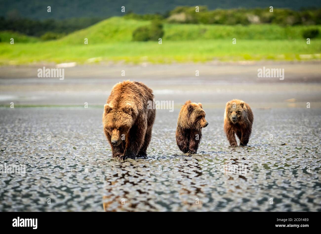 Bear (Ursus Arctos) beim Hallo Bay Camp. Eine Sau und ihre beiden Jungen jagen nach Muscheln, während sie auf die Ankunft von Lachs in den lokalen Bächen warten Stockfoto