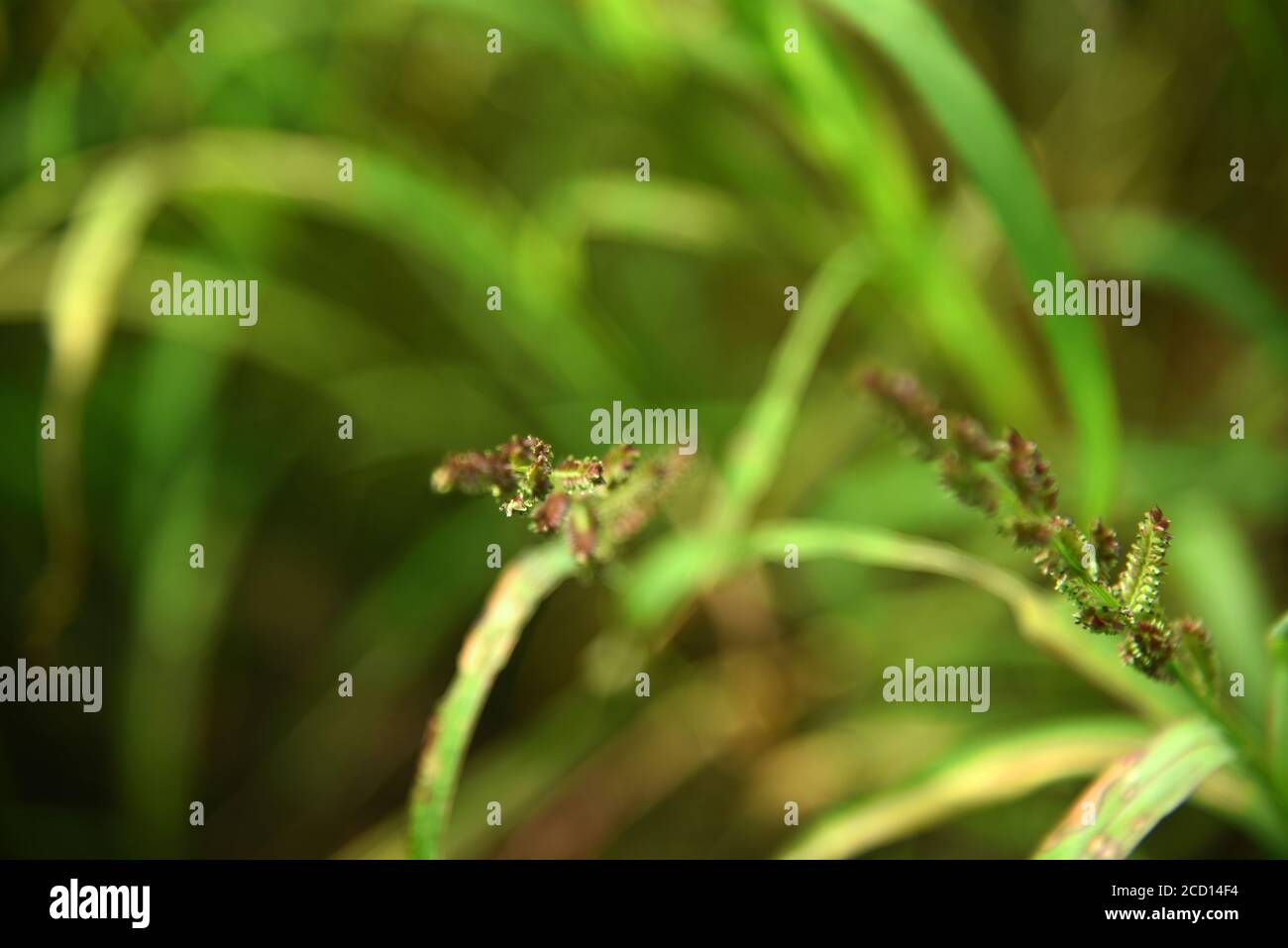 Feder Schilfgras Stockfotos Und Bilder Kaufen Alamy