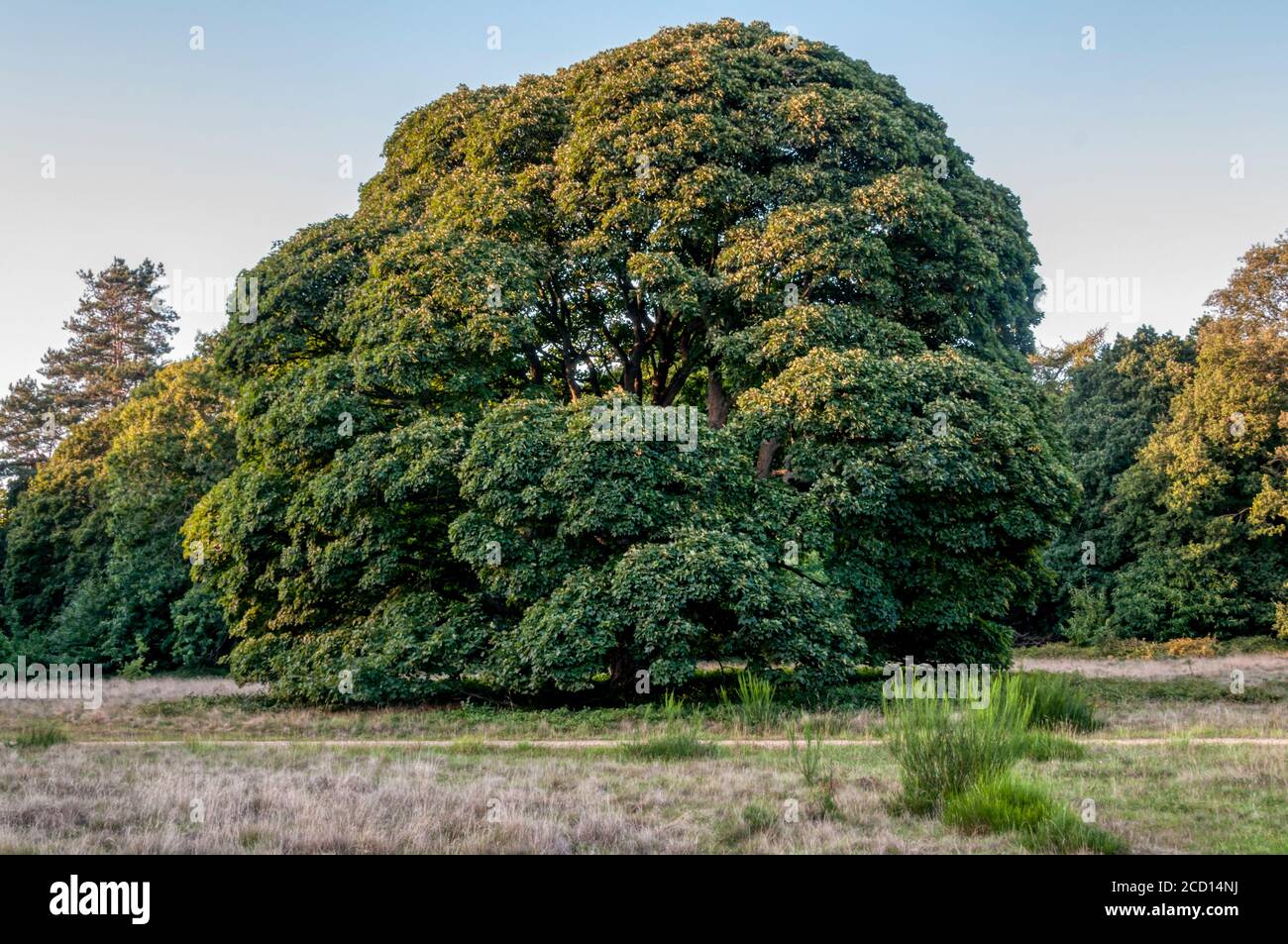 Exemplar Platanenbaum, Acer pseudoplatanus, in der Landschaft von Norfolk. Stockfoto
