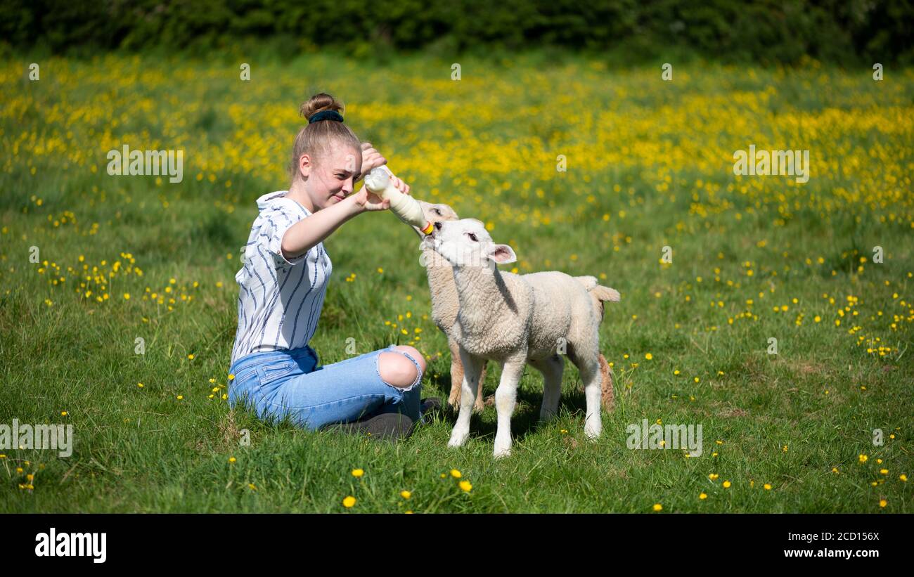 Mädchen füttert Lämmer mit Flaschen Stockfoto