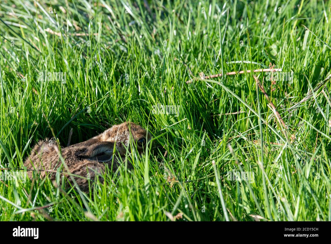 Europäischer brauner Hase leveret, Lepus europaeus, versteckt im Hochland-Wiesengras. North Yorkshire, Großbritannien. Stockfoto