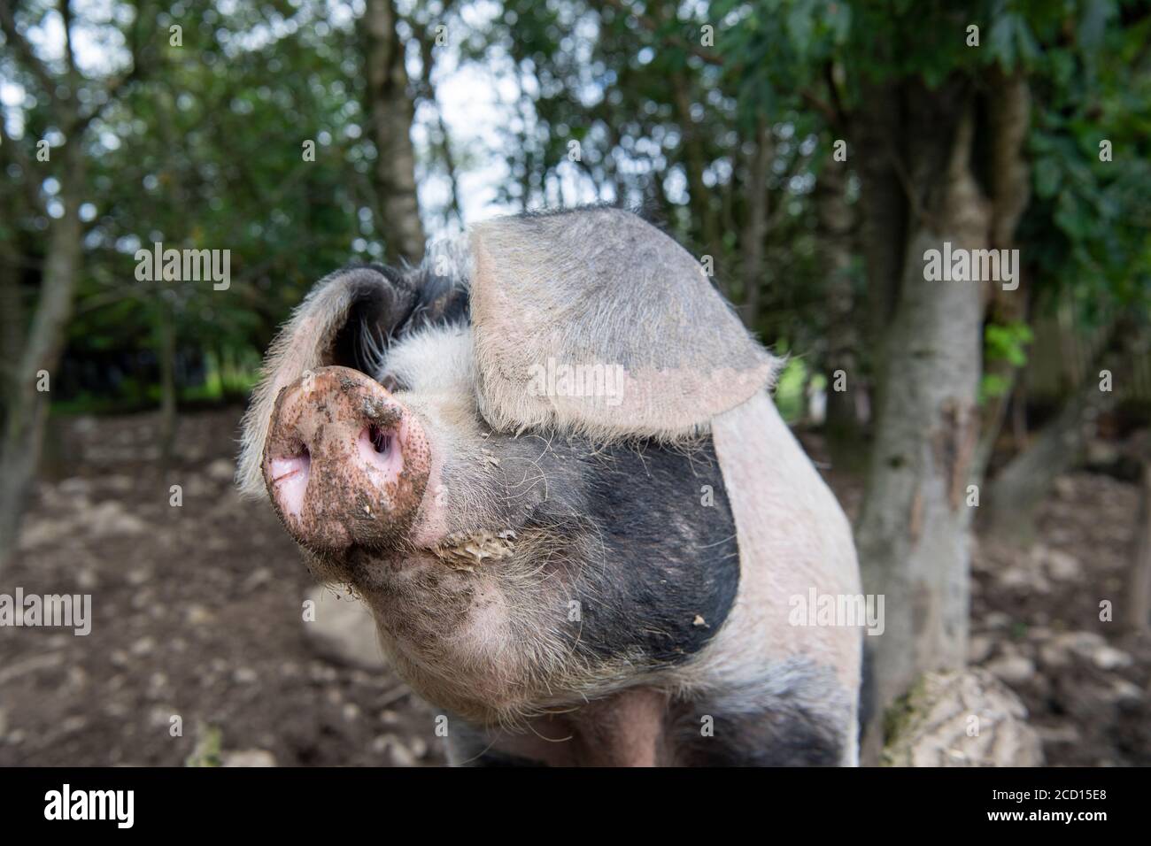 Farmschwein im Freien, Cumbria, Großbritannien. Stockfoto