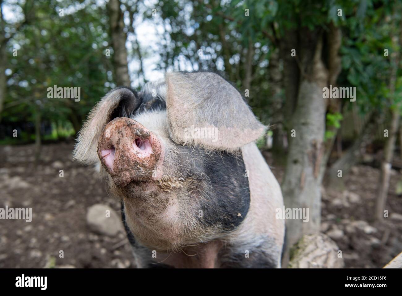 Farmschwein im Freien, Cumbria, Großbritannien. Stockfoto