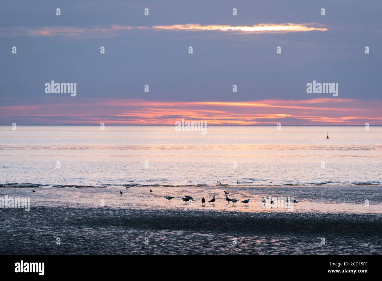 Seevögel am Strand von Hunstanton, Norfolk Stockfoto