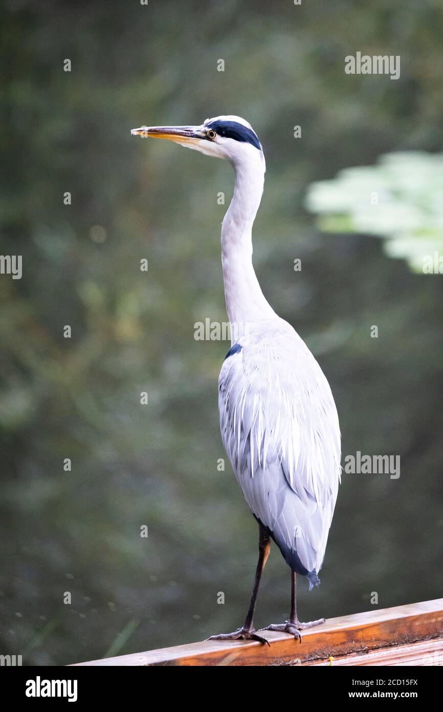 Grauer Reiher, der neben dem Wasser steht Stockfoto