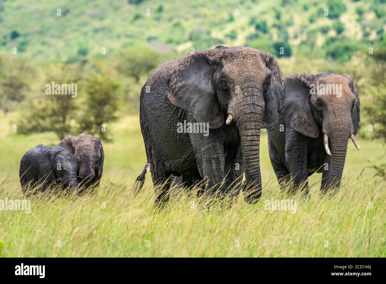 Zwei Erwachsene afrikanische Buschelefanten (Loxodonta africana), die mit zwei jungen Elefanten auf Savanne wandern; Tansania Stockfoto