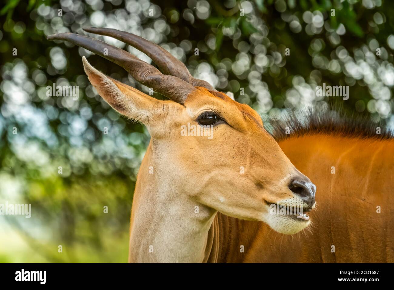 Nahaufnahme des gemeinen Elands (Taurotragus oryx) mit nach rechts gedrehter Kopfseite; Kenia Stockfoto