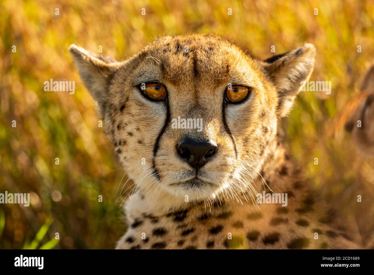 Nahaufnahme eines Geparden, der im Gras liegt und auf die Kamera schaut; Tansania Stockfoto