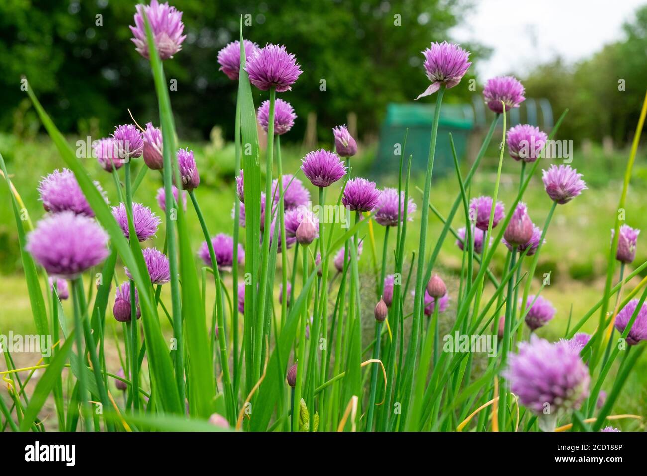 Lila Schnittlauch in Blüte in einer Zuteilung, Surrey, England, GB Stockfoto