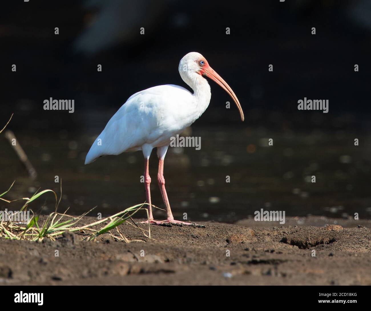 Weißes Ibis in Costa Rica Stockfoto