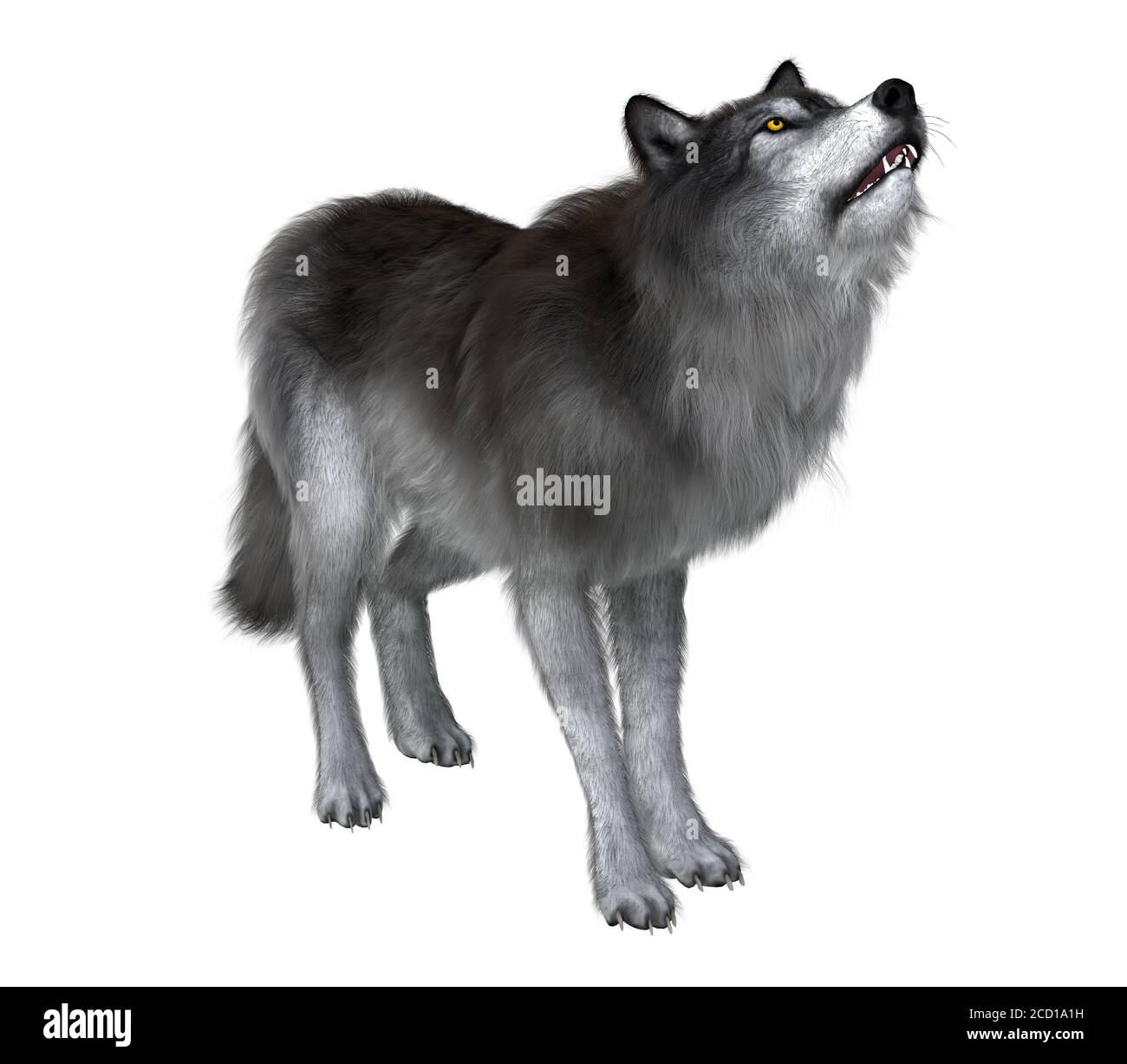 Ein grauer dire Wolf heult, um mit seinem Wolfsrudel während der Pleistozän-Periode Nordamerikas in Kontakt zu bleiben. Stockfoto