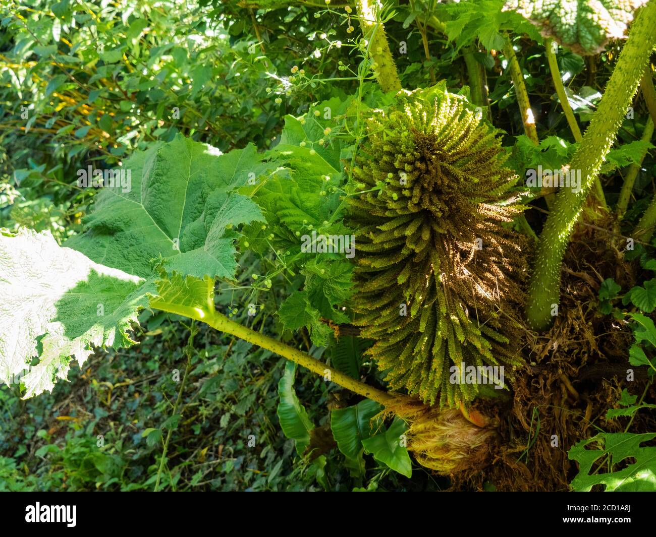 Gunnera tinctoria, The Horror Plant with Flower, Cornwall, Großbritannien, August. Stockfoto