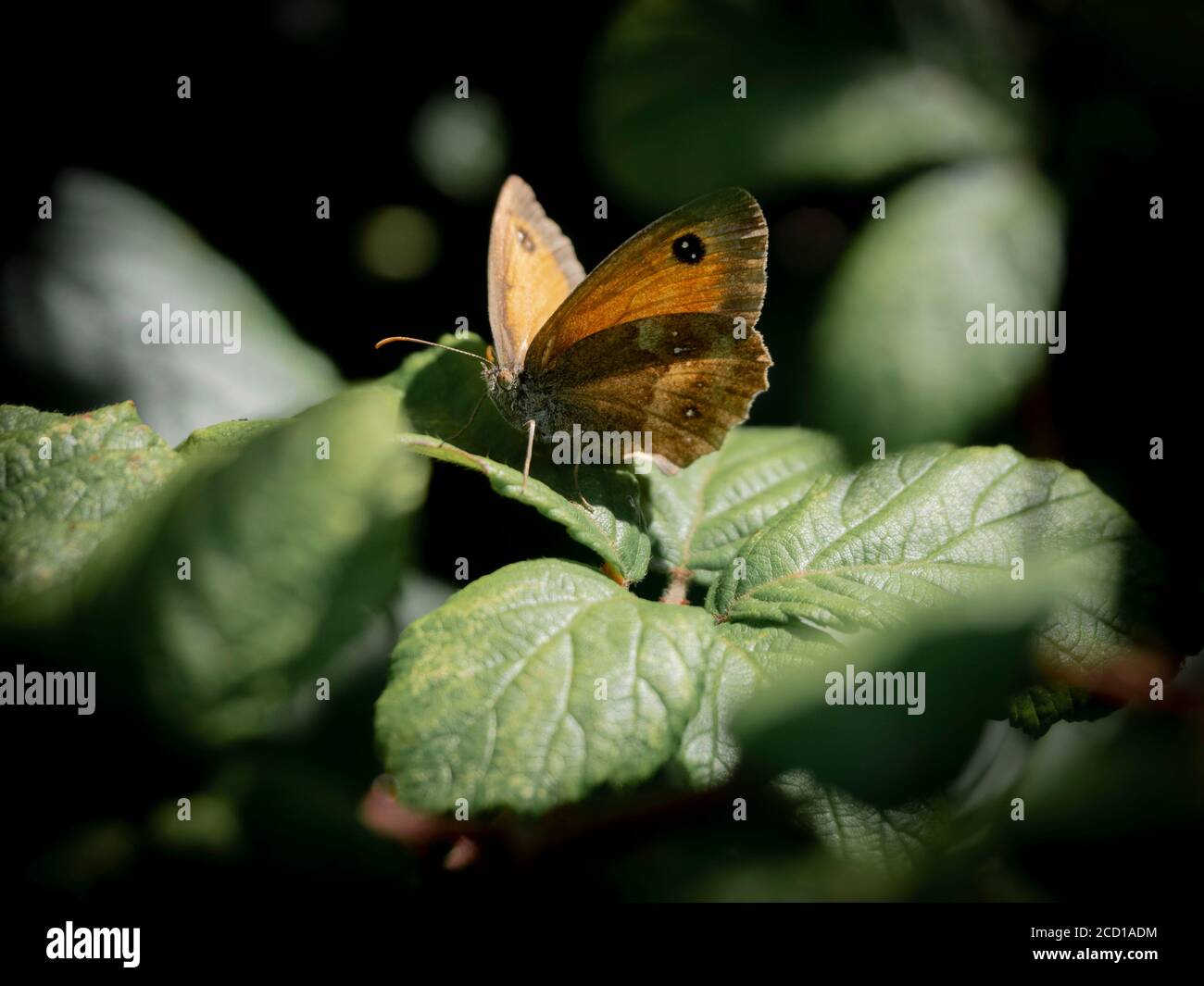 Pyronia tithonus, Gatekeeper Butterfly, Cornwall, Großbritannien, August Stockfoto