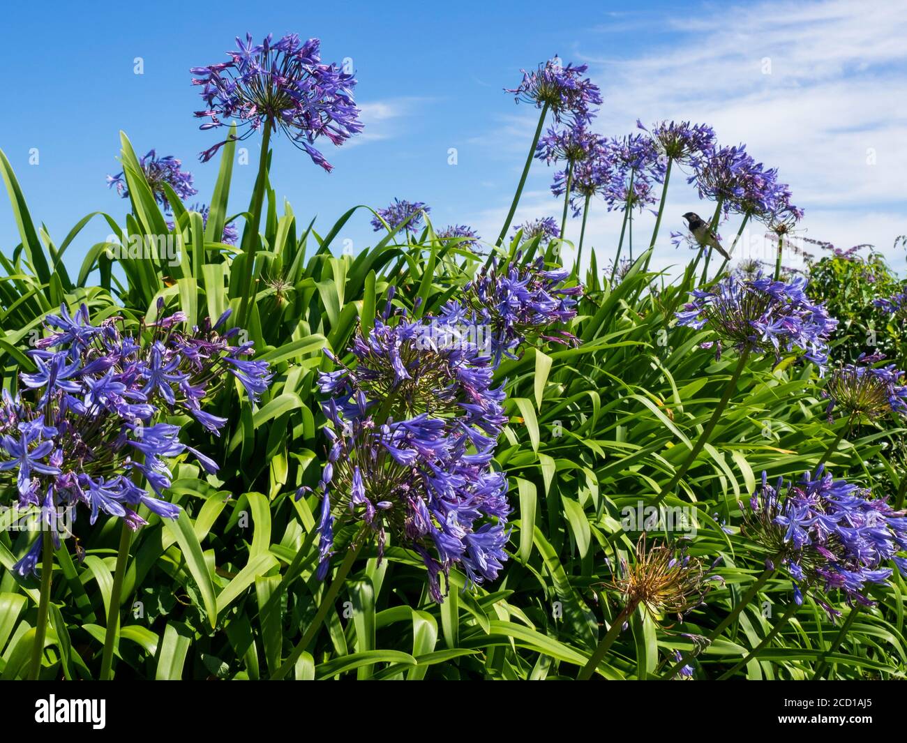 Agapanthus praecox, Nillilie entlang des Südwestküstenpfades, Portscatho, Roseland Peninsula, Cornwall, UK Stockfoto