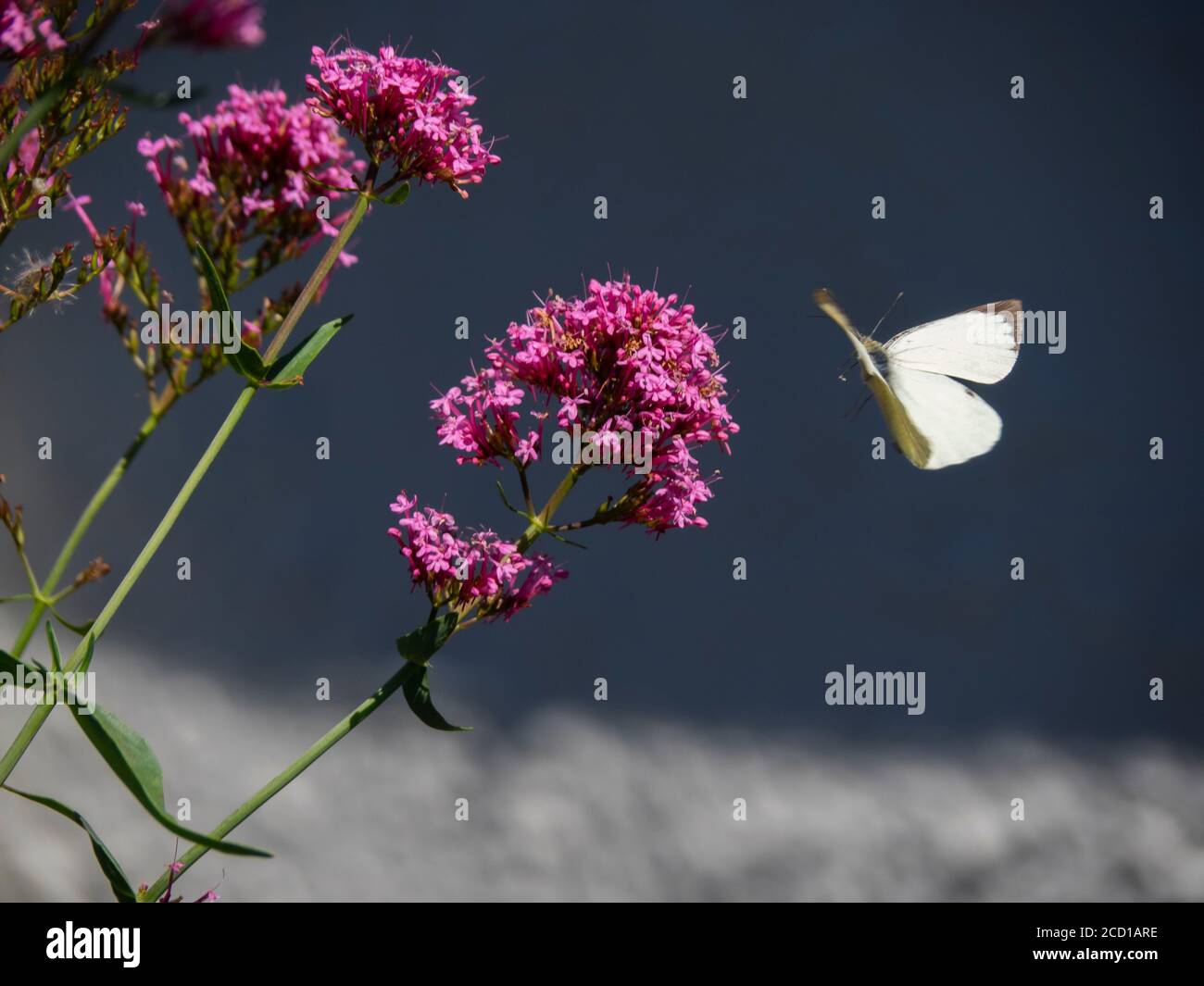 Large White, Pieris brassicae, Schmetterling, der auf einen roten Baldrian fliegt, Centranthus ruber, der am Küstenpfad wächst, Portscatho, Cornwall, Großbritannien Stockfoto