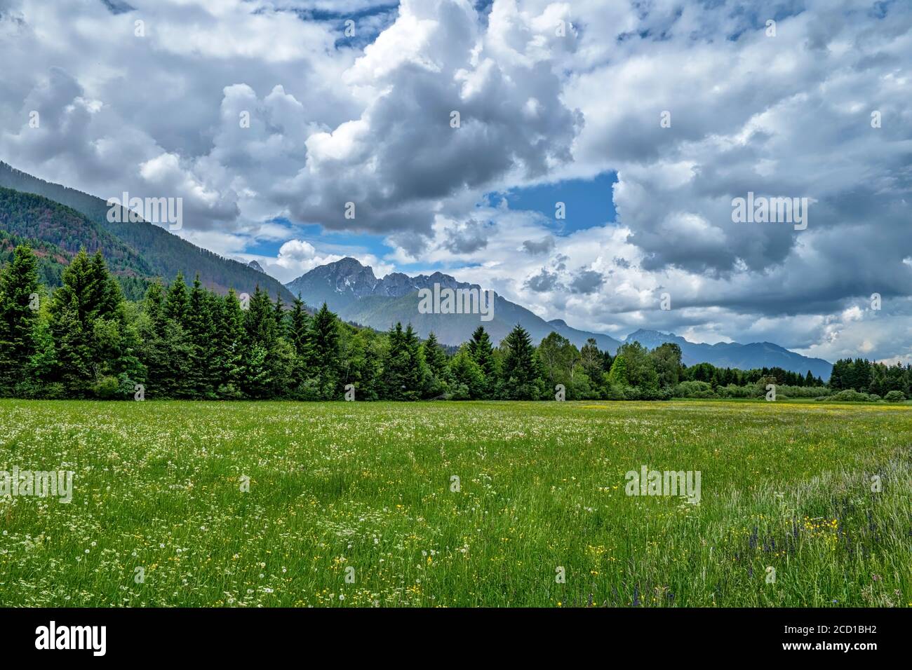 Alpinwiese an der Grenze zwischen Italien und Slowenien Stockfoto