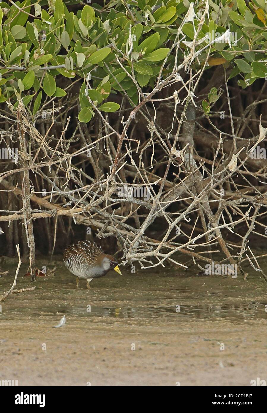Sora (Porzana carolina) Erwachsene Fütterung unter Mangroven Cayo Coco, Kuba März Stockfoto