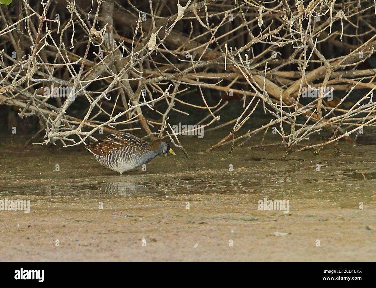 Sora (Porzana carolina) Erwachsene Fütterung unter Mangroven Cayo Coco, Kuba März Stockfoto