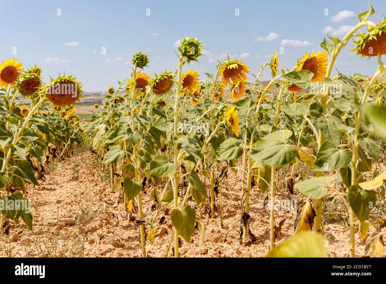Sonnenblumen Feld blüht an einem sonnigen Tag Stockfoto