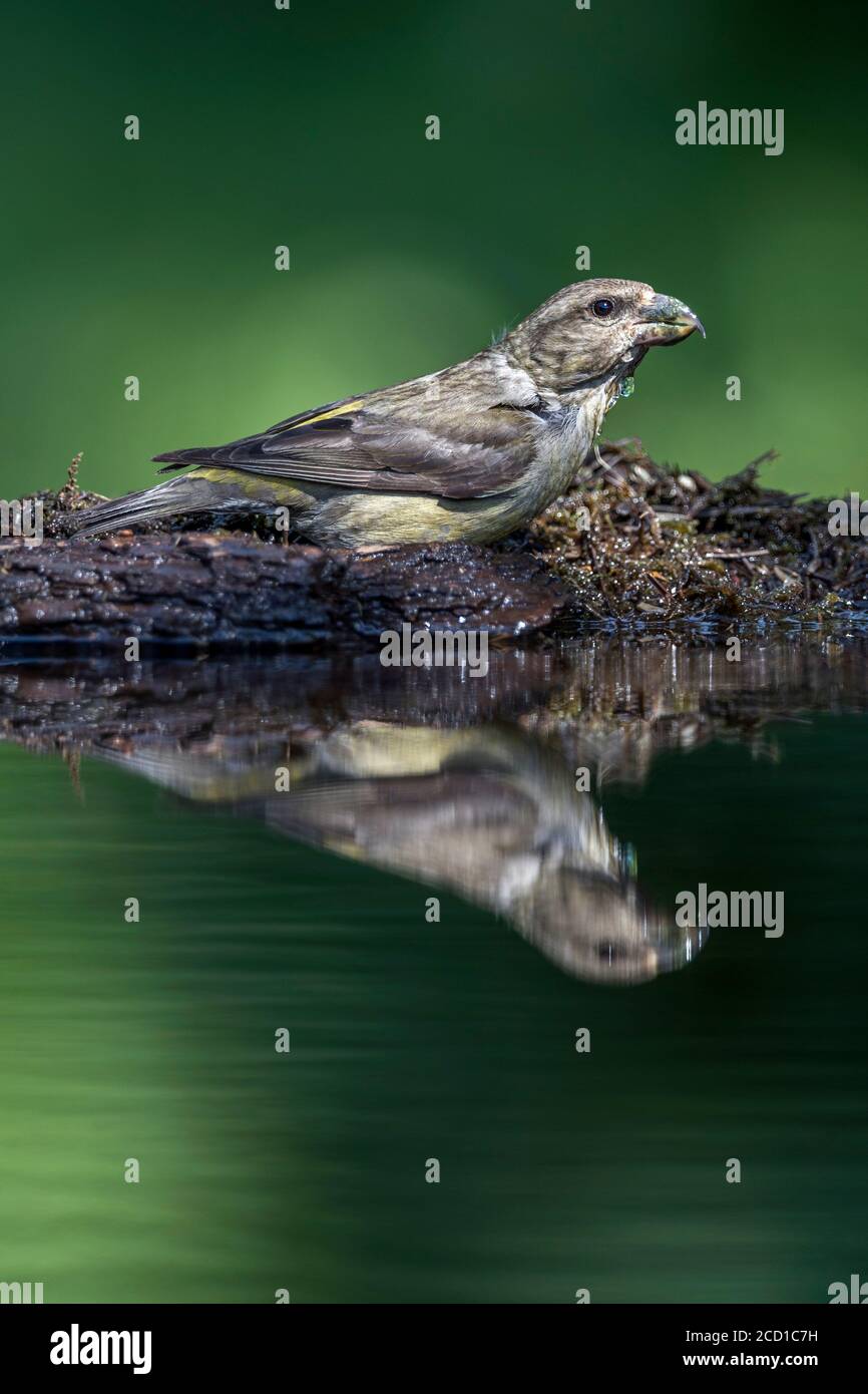 Kreuzschnabel; Loxia curvirostra; Weibliche am Wasser; Trinken; Stockfoto