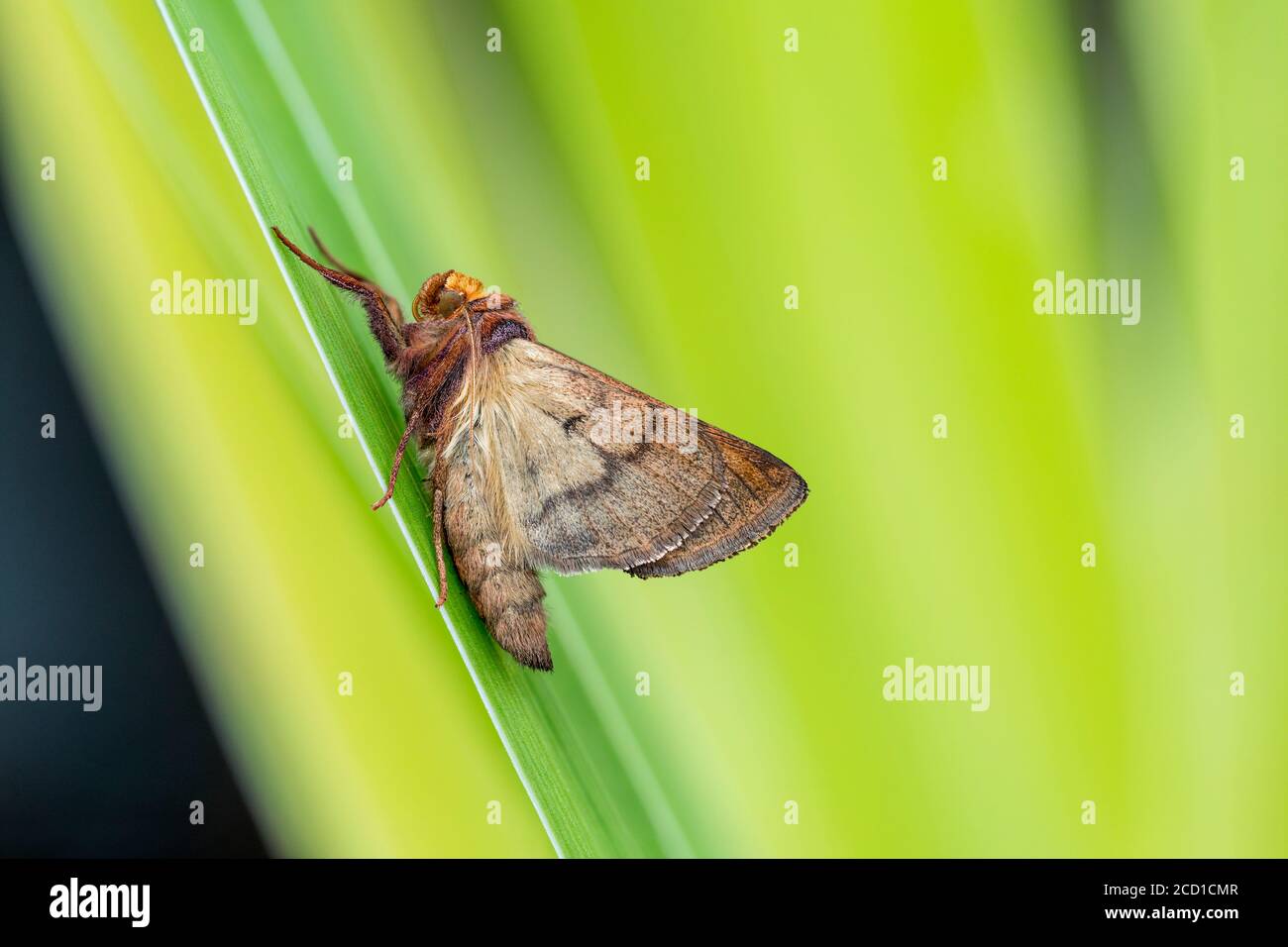 Goldfleck-Motte; Plusia festucae; Unterflügel; Großbritannien Stockfoto