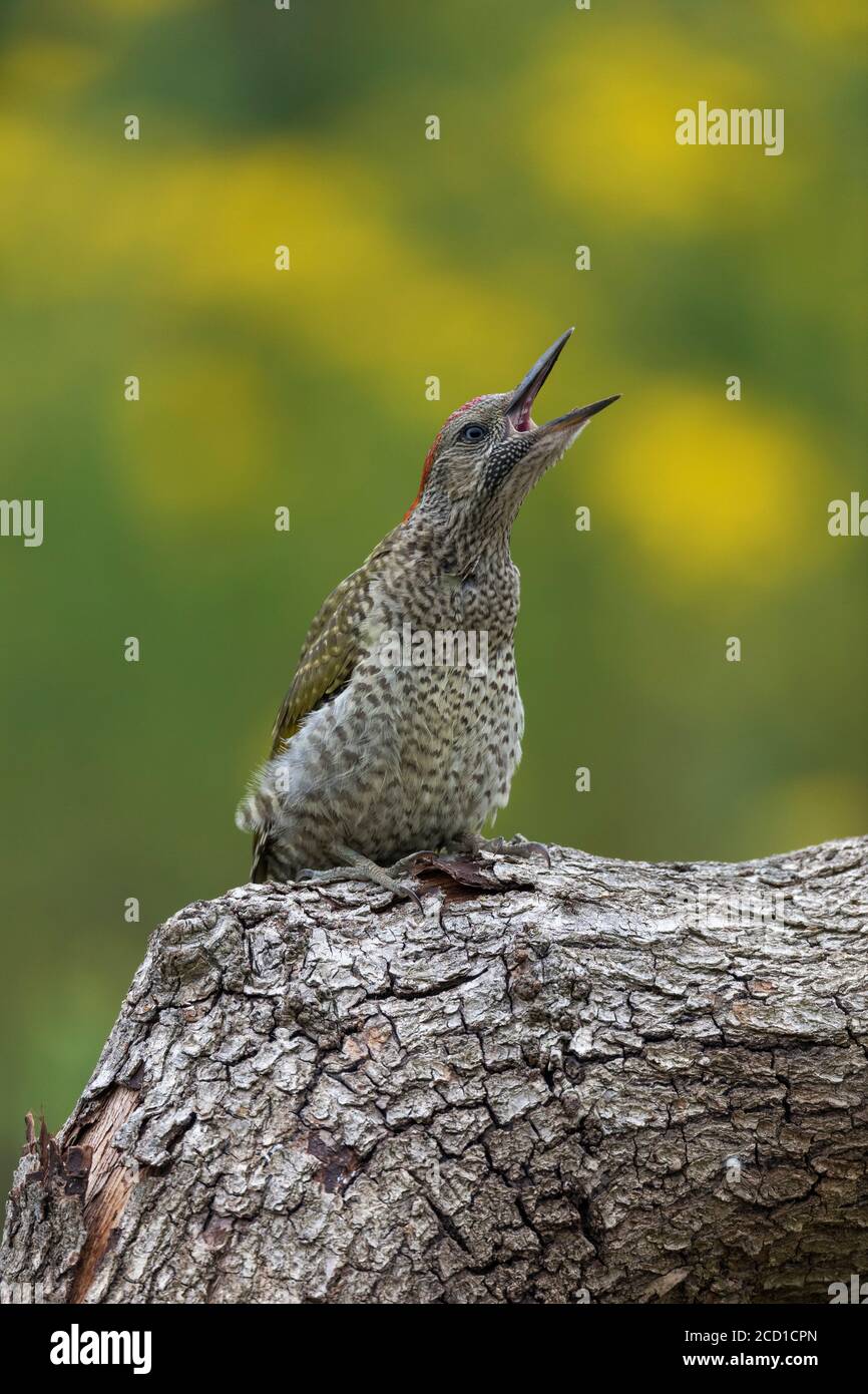 Grüner Specht; Picus viridis; jugendliches Weibchen; Schnabel offen; Großbritannien Stockfoto