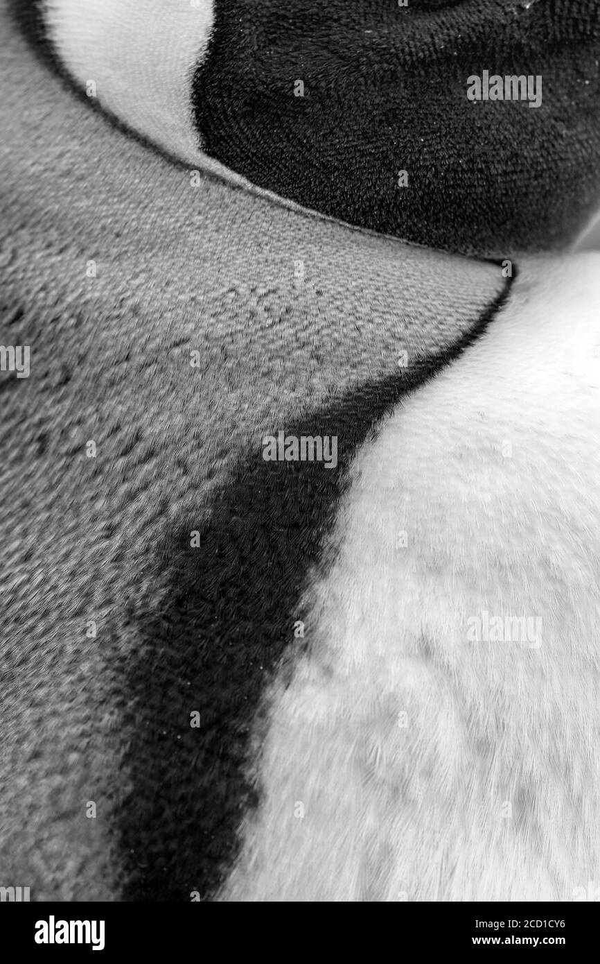 King Penguin; Aptenodytes patagonicus; Detail; Falkland Stockfoto