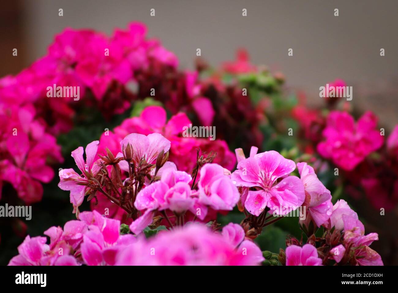 Rosa Blumen Stockfoto