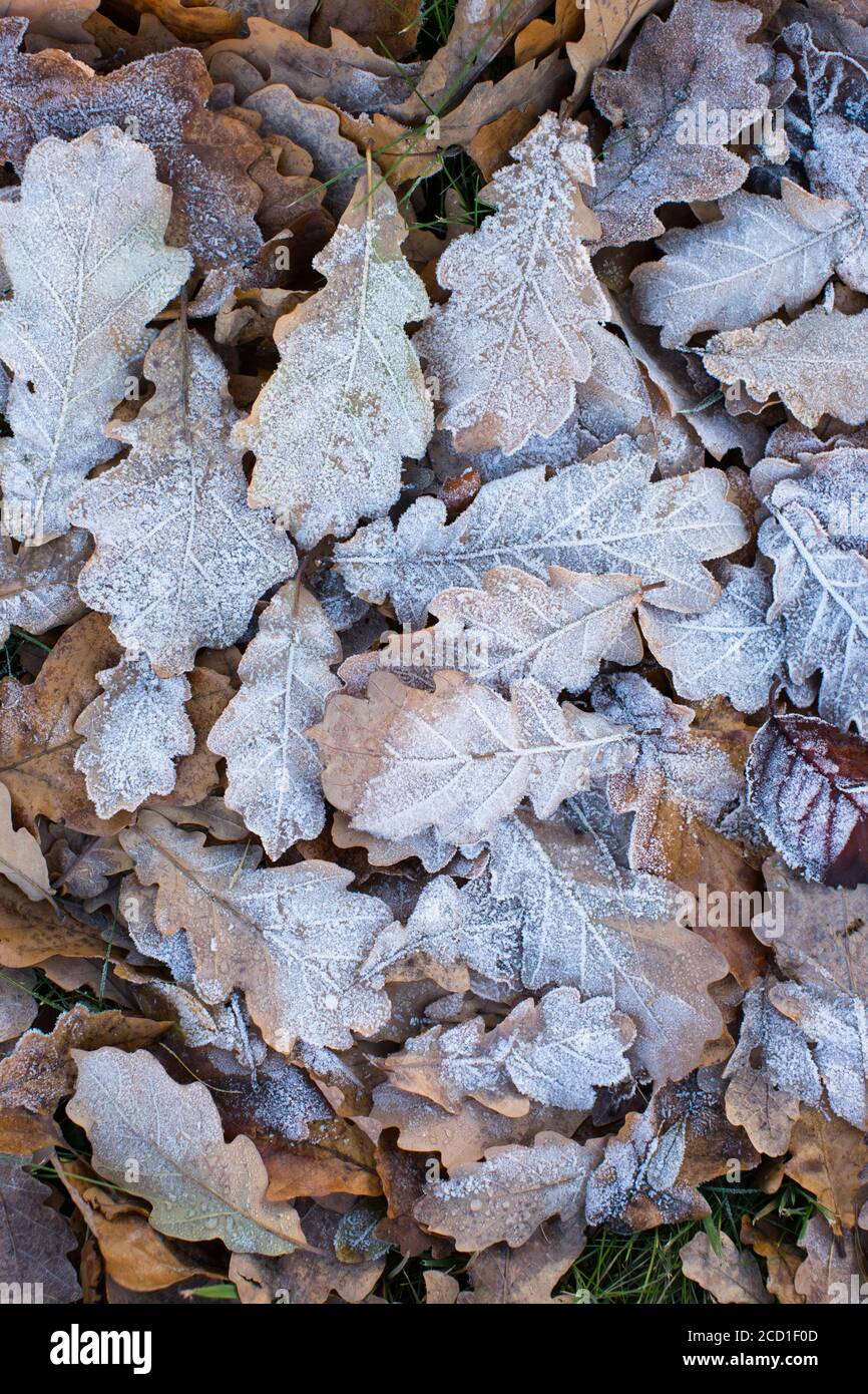Gefrorene Eichenblätter liegen auf dem Boden. Gelb gefallene Blätter bedeckt mit Eis auf dem Boden liegend, Draufsicht. Stockfoto