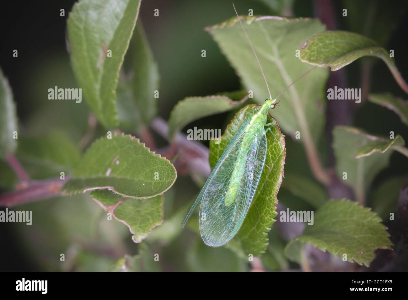 In den Büschen versteckt sich eine grüne Schnauze (Chrysoperla carnea) Stockfoto