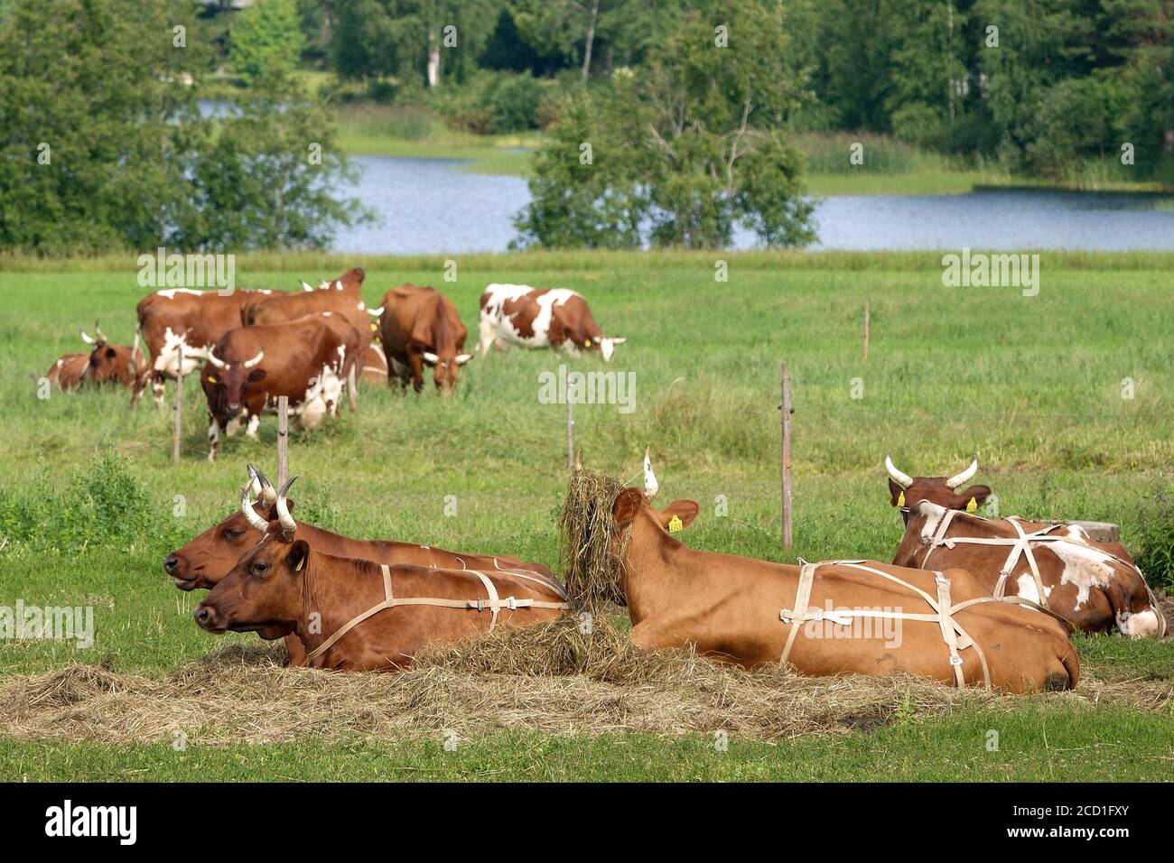 Landwirtschaft Stockfoto