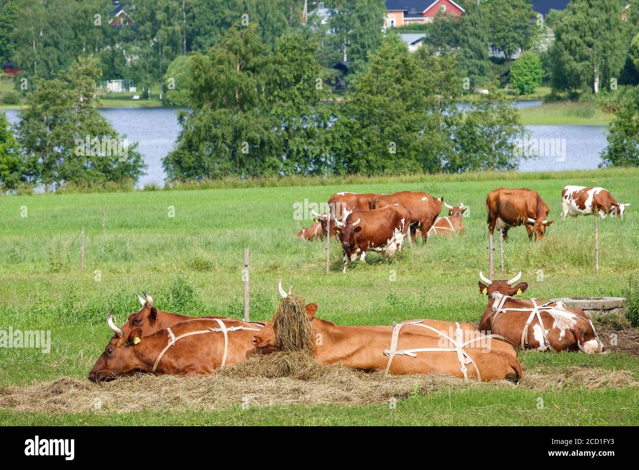 Landwirtschaft Stockfoto
