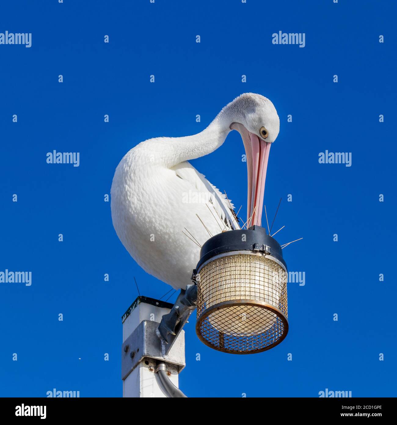 Pelican sitzt auf dem Lichtmast Stockfoto