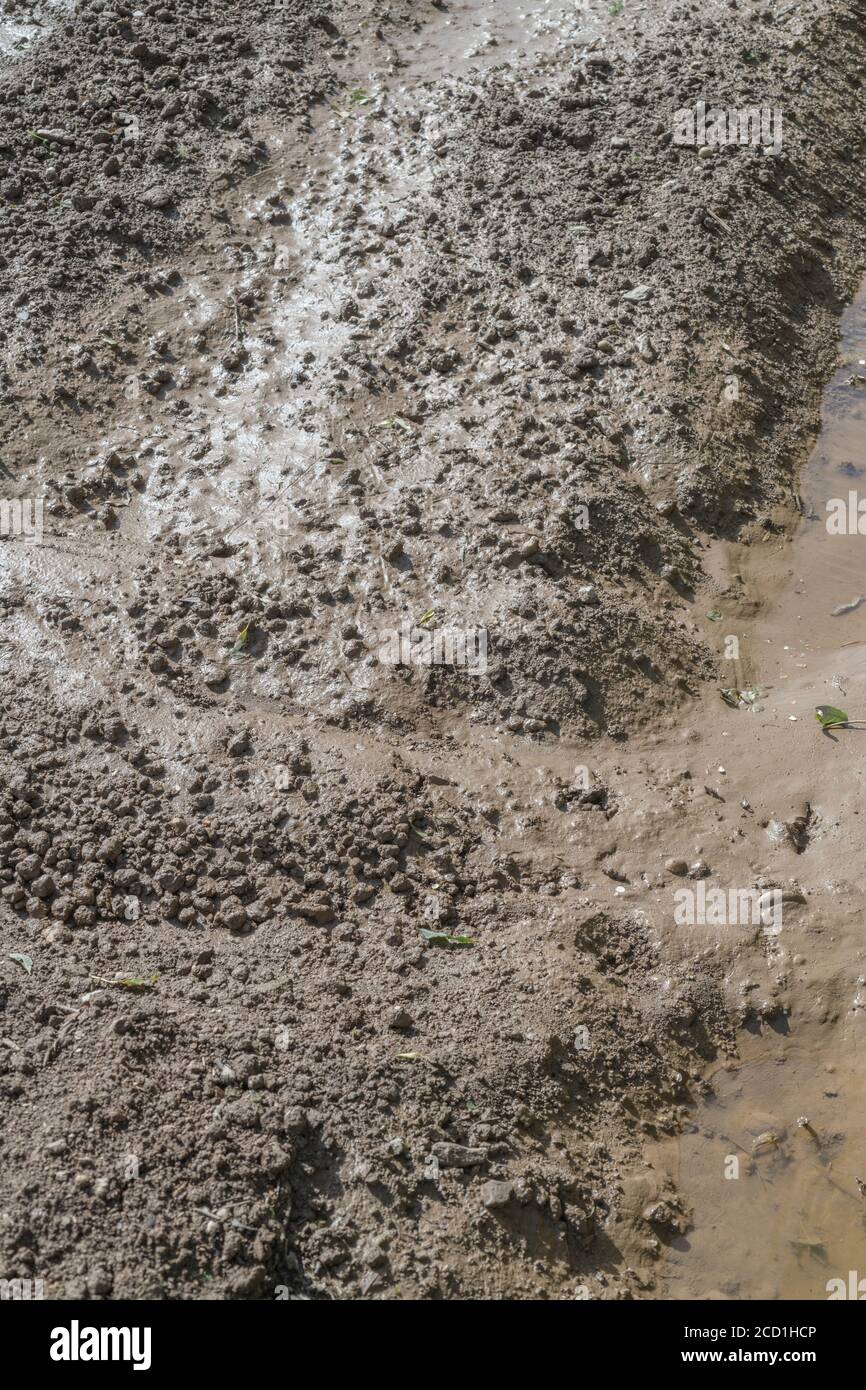 Ein Teil eines beschnittenen Feldes, in dem sich wiederholter Regenwasser-Run-Stunts begonnen haben, feine Schlick und mehr kiesartige Steine zu trennen. Für die Bodenwissenschaft, Regen Run-off Stockfoto