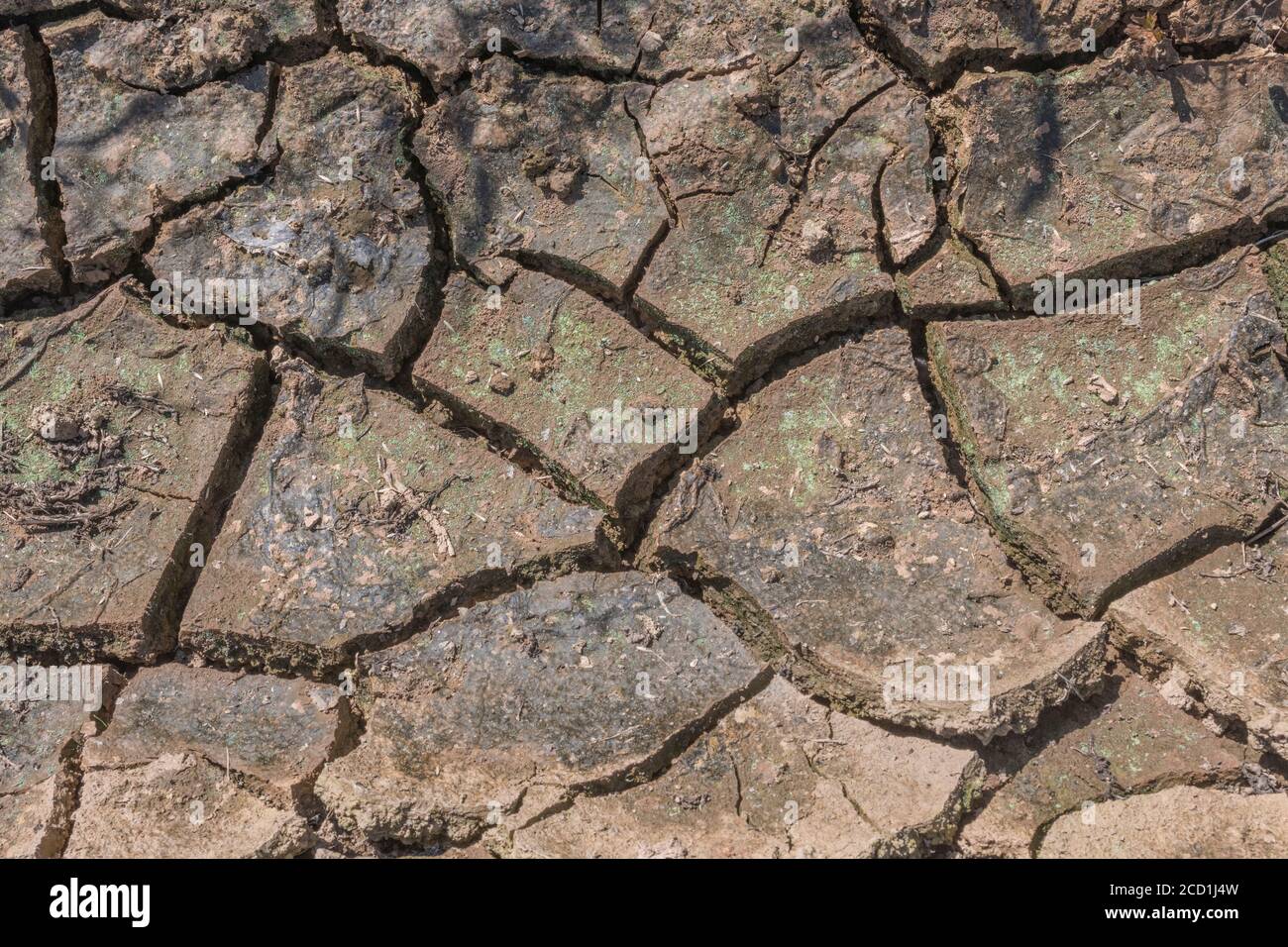 Siltgeformte Feldkruste mit Wassermangel. Für Trockenheit, Wasserknappheit, Bodenwissenschaft, Bodenmechanik, abstrakter Boden, abstrakte Trockenheit. Stockfoto