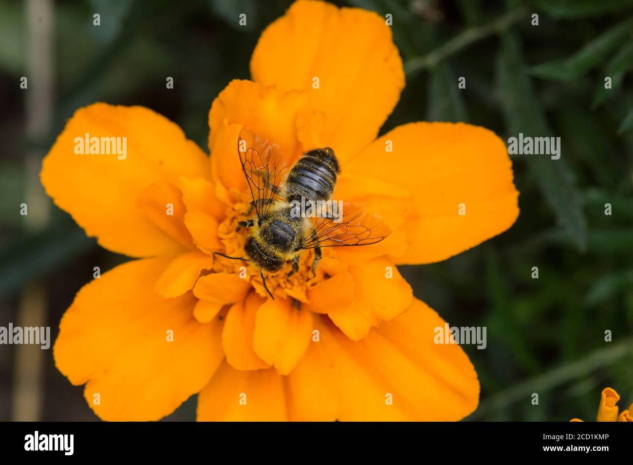 Honigbiene (APIs mellifera), die sich auf Nektar auf einer Ringelblume ernährt. Stockfoto