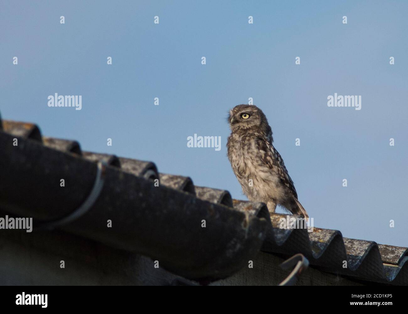 Die Jungeule (Athene noctua) saß auf einem Wellblechdach Stockfoto