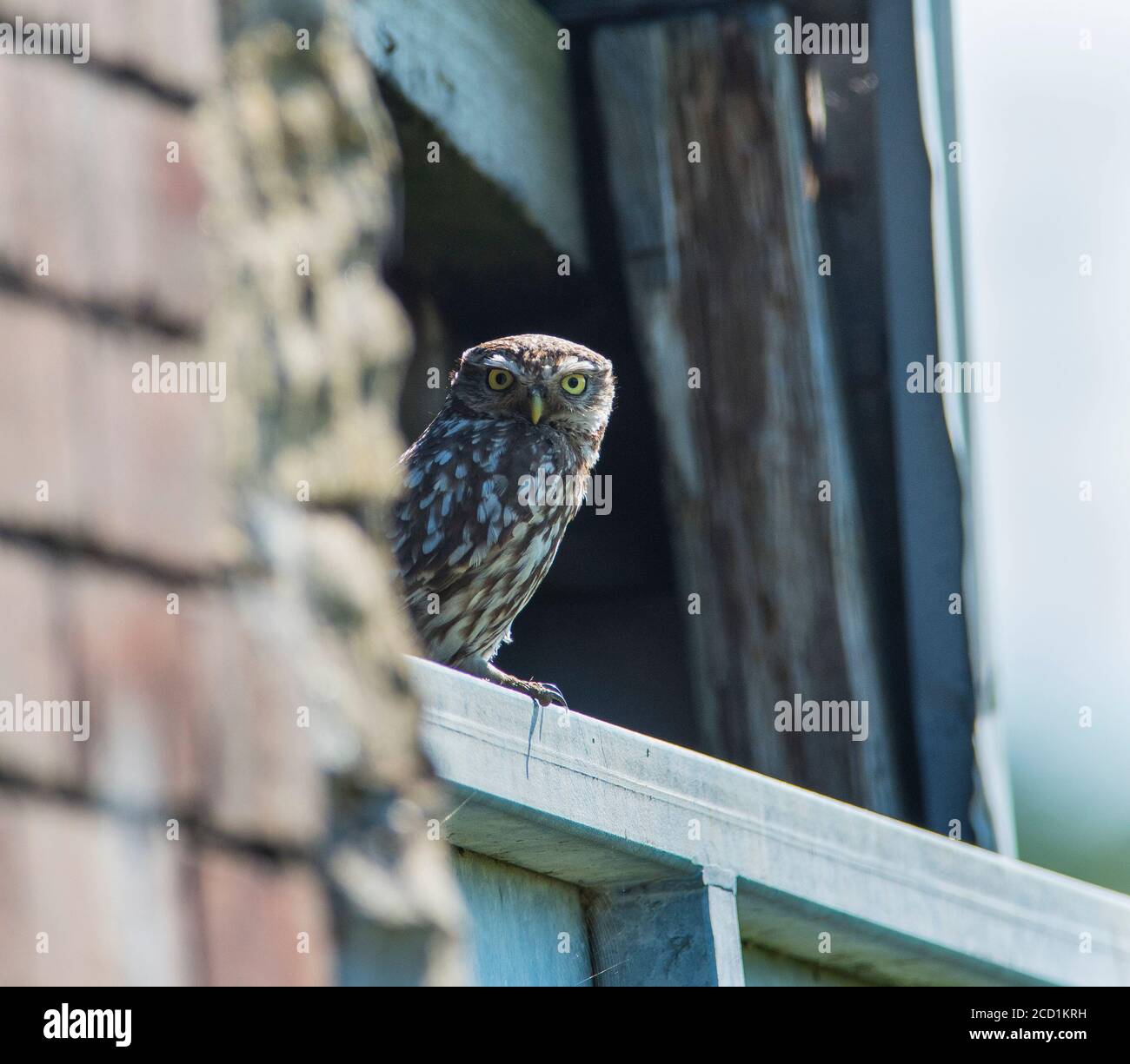 Kleine Eule (Athene noctua) saß auf einem Hof Tor Stockfoto
