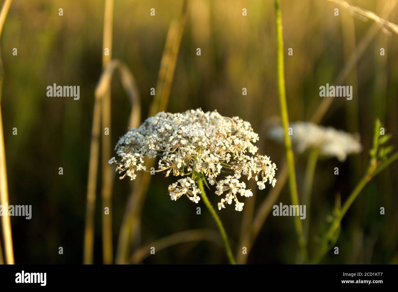 Nahaufnahme einer weißen Wildblume in einem Feld Stockfoto