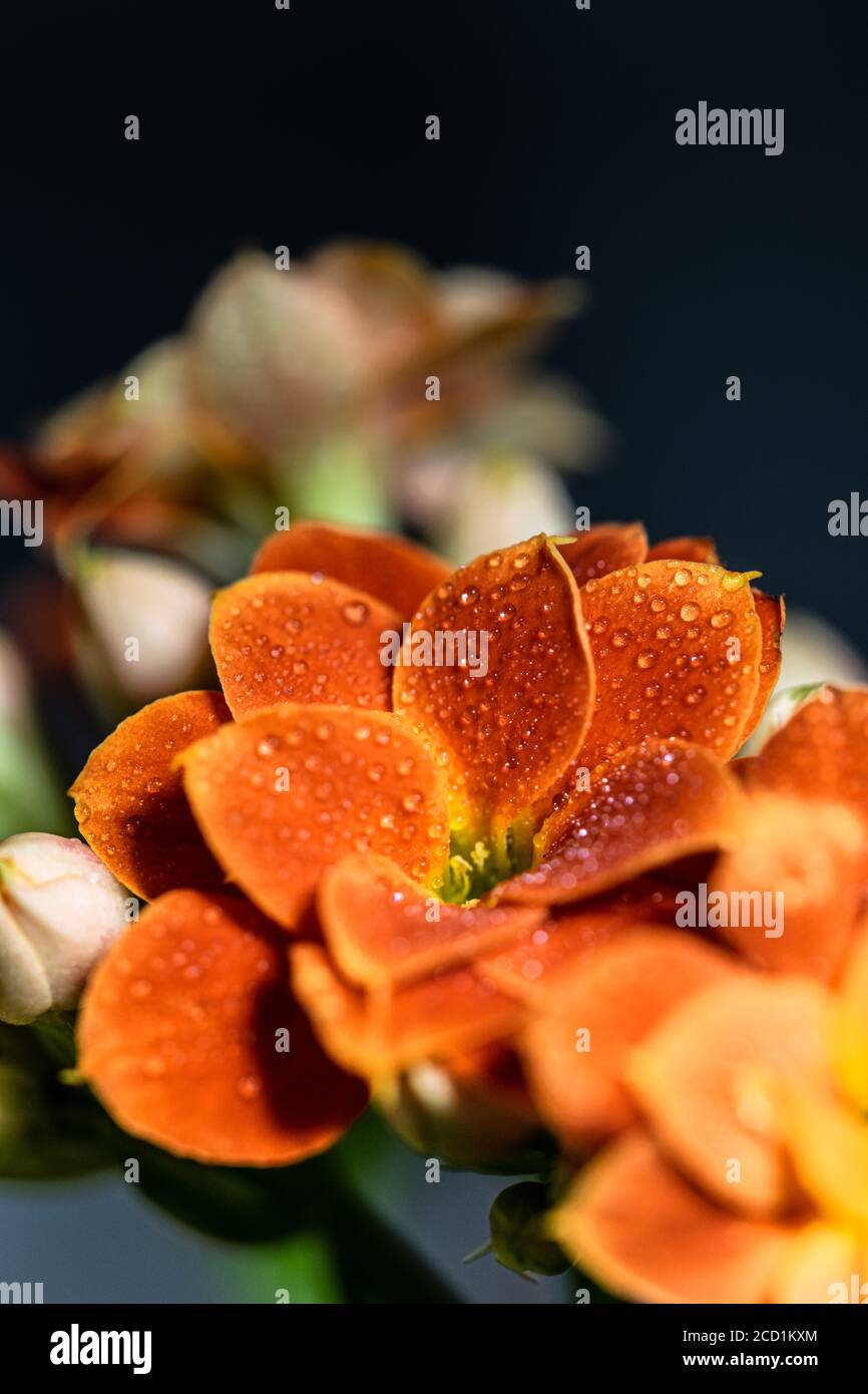 Eine Orangenblüte in voller Blüte in der Morgensonne Nach einem Regenschauer Stockfoto