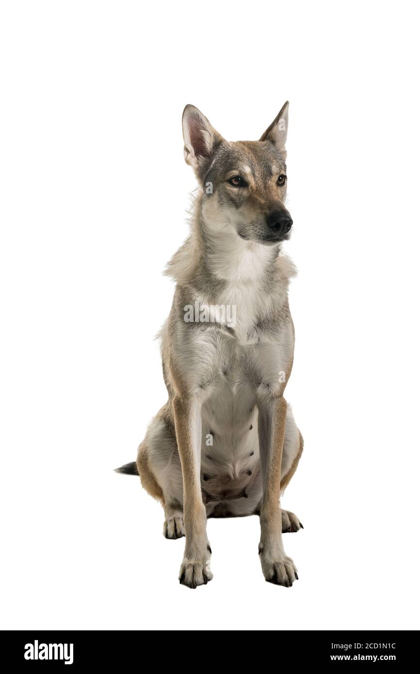 Sitzende weibliche tamaskan Hybrid Hund isoliert auf weißem Hintergrund suchen Beiseite Stockfoto