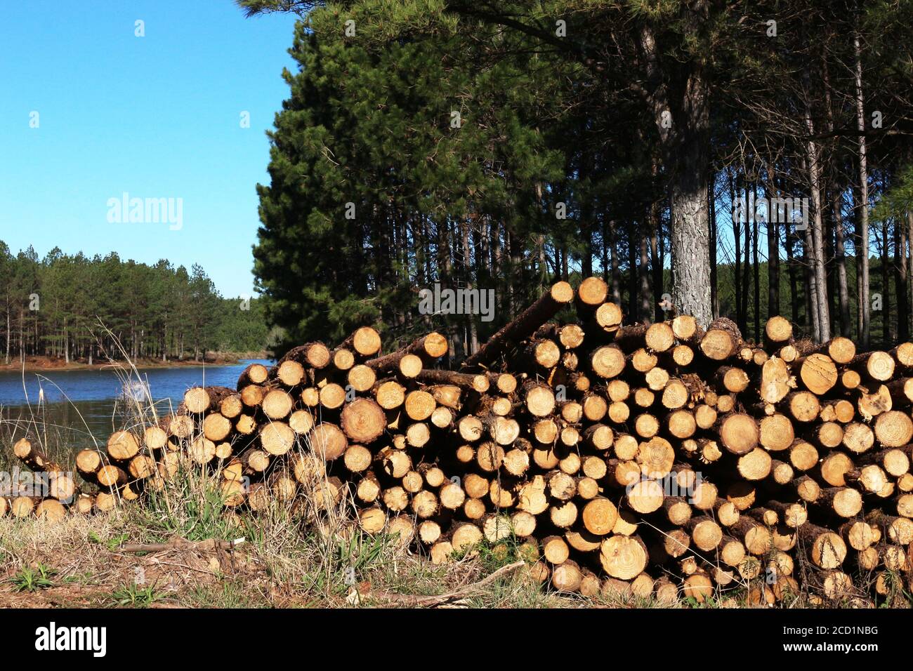 Aufforstungsholz - Pinus Elliotis. Große Wiederaufforstungs-Plantagen und Holz bereits zum Verkauf geschnitten. Stockfoto