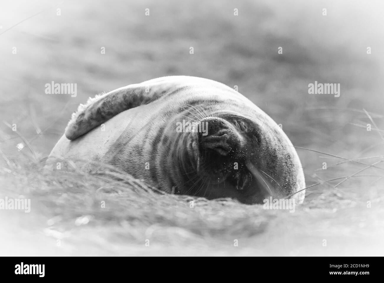 Schwarz-weißes Bild eines verschlafenen, grauen Robbenhaufens (Halichoerus grypus) in den Norfolk-Dünen bei Horsey Stockfoto