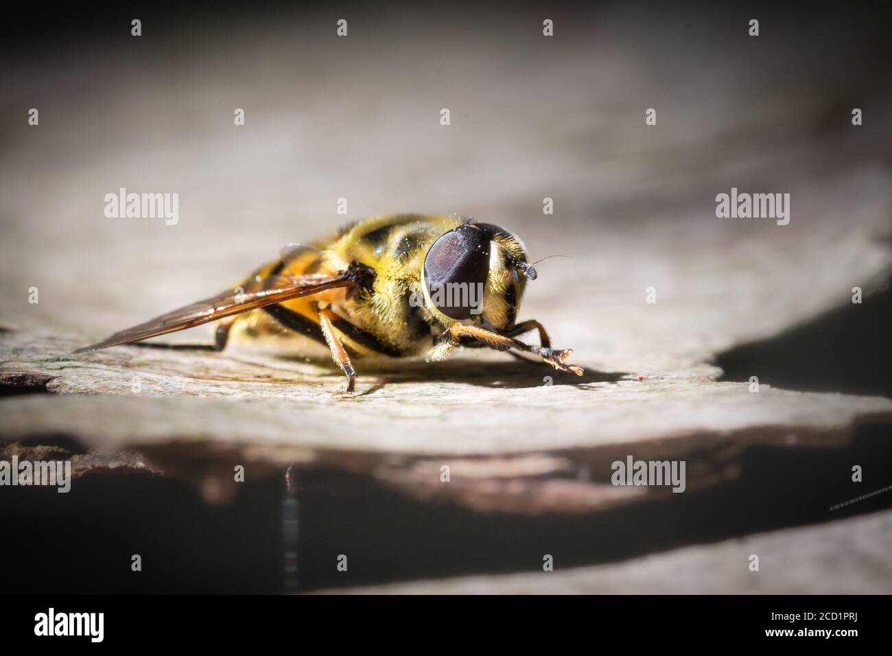 Nahaufnahme einer Schwebfliege, die für eine Pause sitzt Auf der gebrochenen Rinde eines gefallenen Baumes in einem Suffolk Woodland Stockfoto