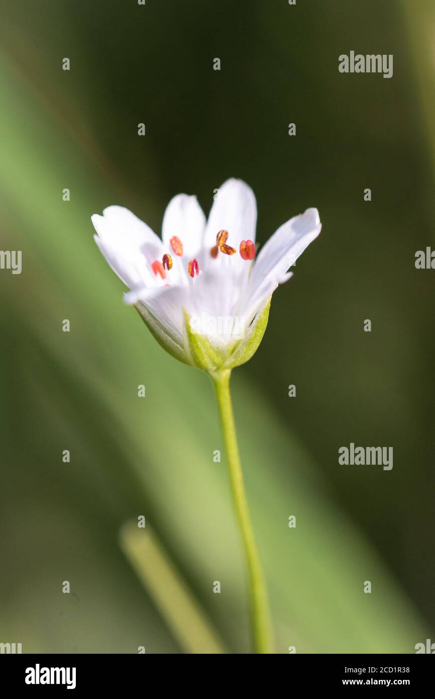 Ein größeres Stitchwort (Stellaria holostea) Blume wächst allein im Norfolk Feuchtgebiet von Thompson Allgemein Stockfoto