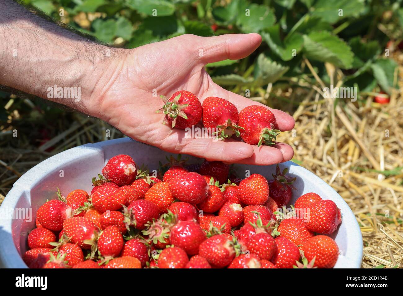 Männliche Hand hält Erdbeeren über einer Schüssel mit frischen gefüllt Erdbeeren Stockfoto