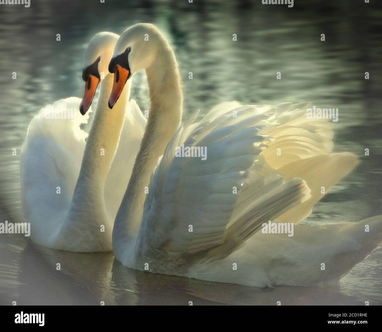 FOTOKUNST: Zweisamkeit (zwei Schwäne) Stockfoto