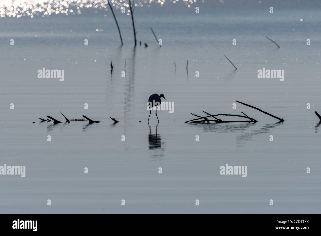 Silhouette eines Großreiher auf der Jagd im flachen Wasser eines Sees mit seiner Spiegelung auf der ruhigen Oberfläche, wenn die Sonne an einem Sommermorgen aufgeht. Stockfoto