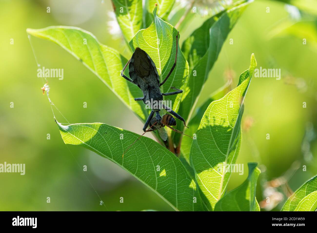 Ein großer, schwarzer Wheel Bug, eine Art Assassin Käfer, der an der Unterseite einiger Blätter hängt, während er sich an einer viel kleineren Honigbiene ernährt. Stockfoto